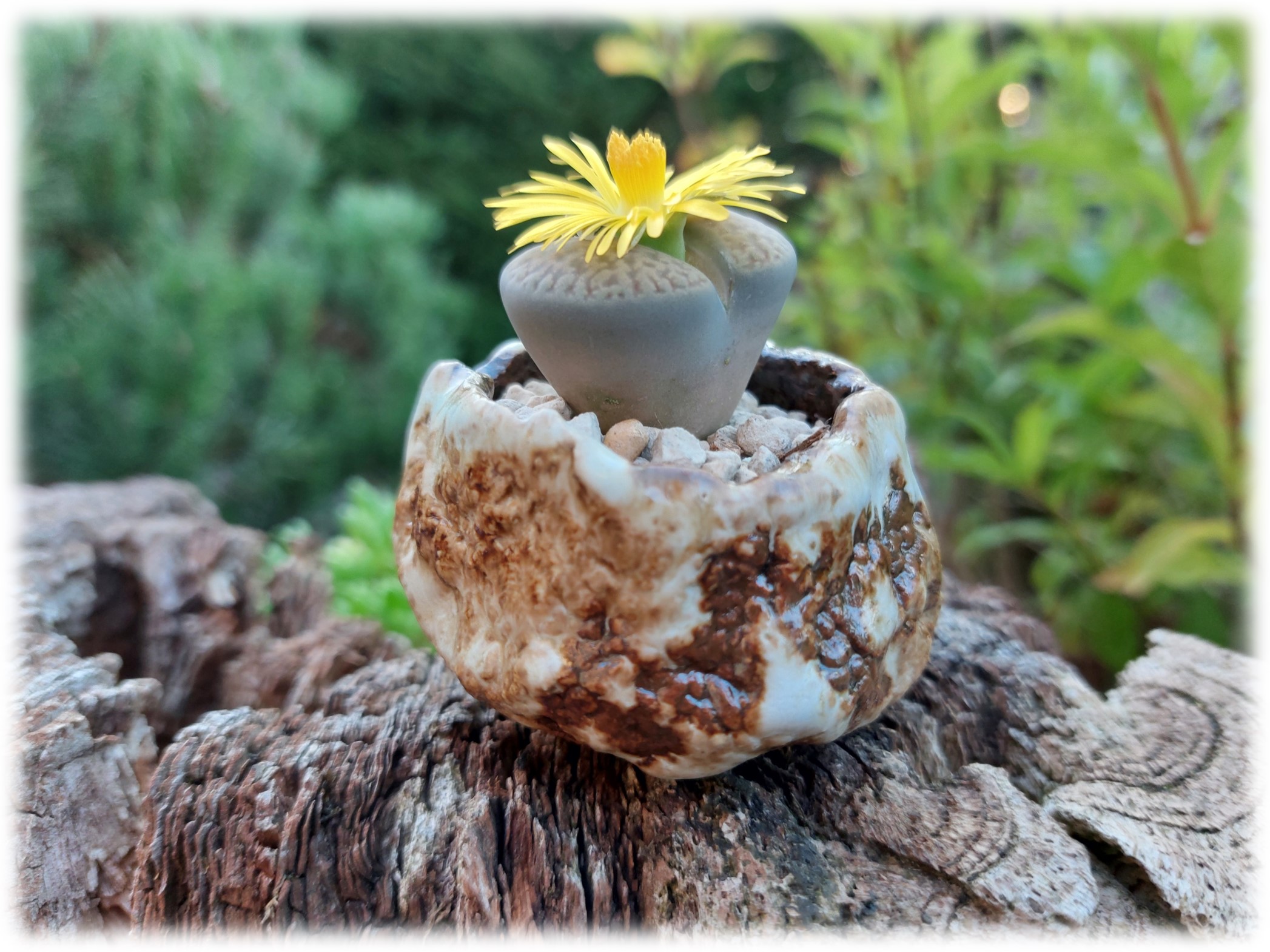 Lithops 2